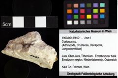 Foto (Objket + Etiketten) von Coelopus sp. 